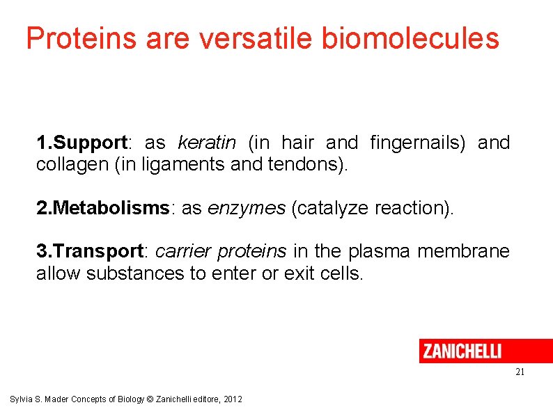Proteins are versatile biomolecules 1. Support: as keratin (in hair and fingernails) and collagen