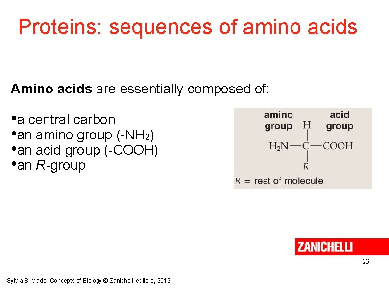 Proteins: sequences of amino acids Amino acids are essentially composed of: • a central