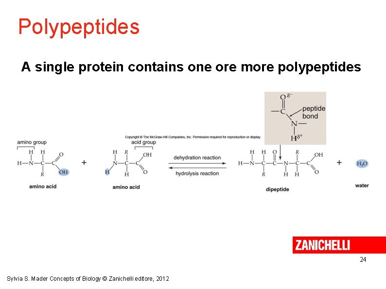 Polypeptides A single protein contains one ore more polypeptides 24 Sylvia S. Mader Concepts