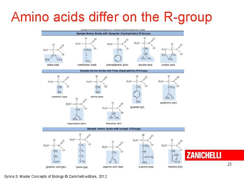 Amino acids differ on the R-group 25 Sylvia S. Mader Concepts of Biology ©