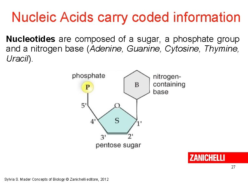 Nucleic Acids carry coded information Nucleotides are composed of a sugar, a phosphate group