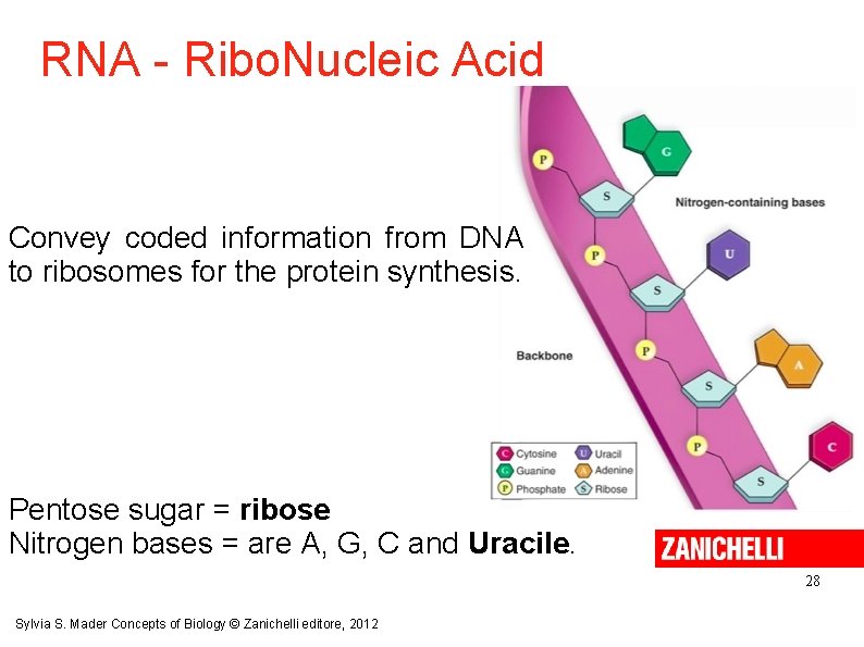 RNA - Ribo. Nucleic Acid Convey coded information from DNA to ribosomes for the