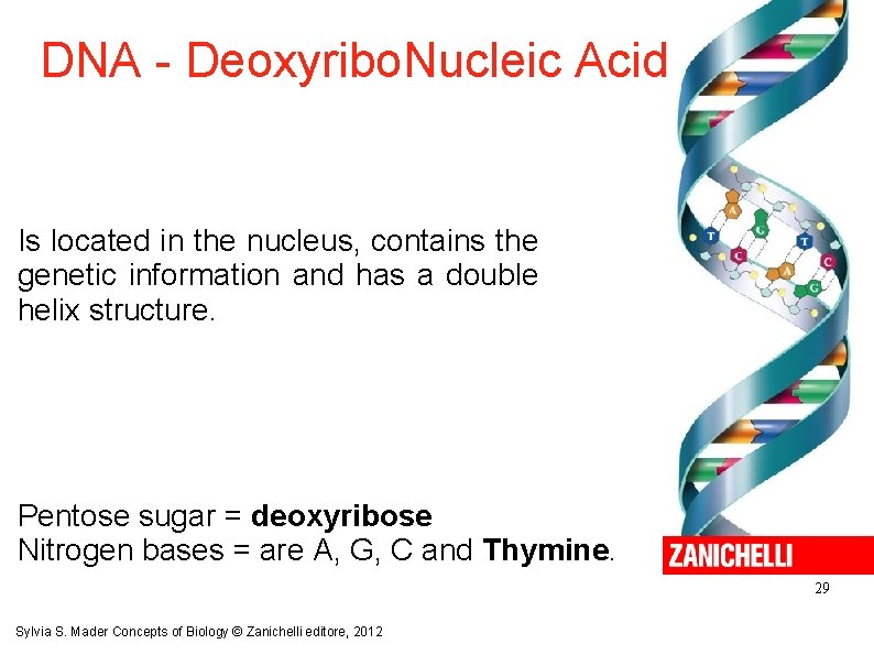 DNA - Deoxyribo. Nucleic Acid Is located in the nucleus, contains the genetic information