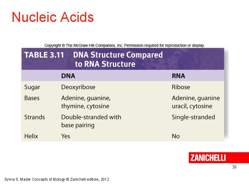 Nucleic Acids 30 Sylvia S. Mader Concepts of Biology © Zanichelli editore, 2012 