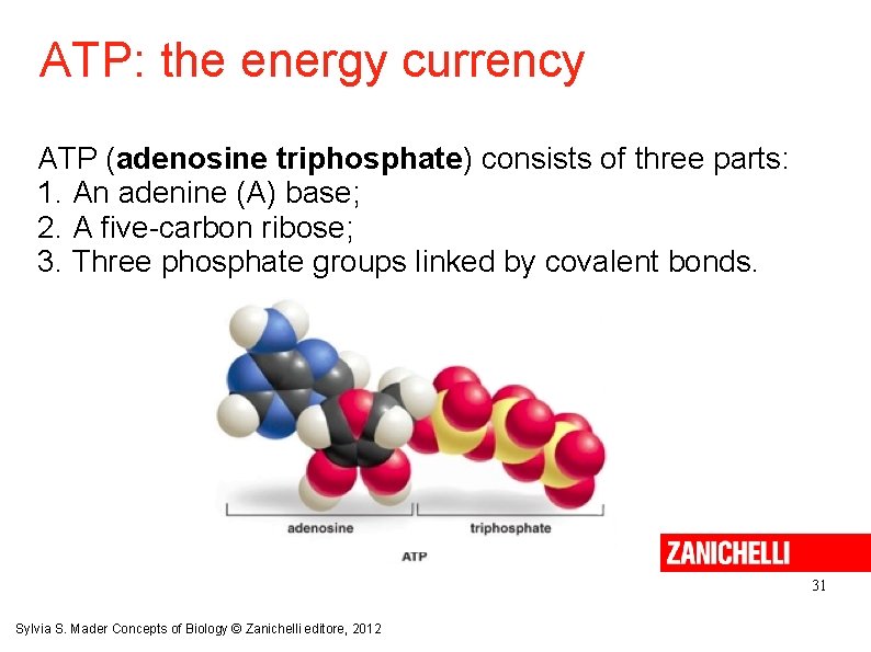 ATP: the energy currency ATP (adenosine triphosphate) consists of three parts: 1. An adenine