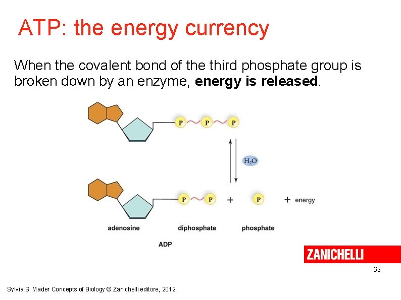 ATP: the energy currency When the covalent bond of the third phosphate group is