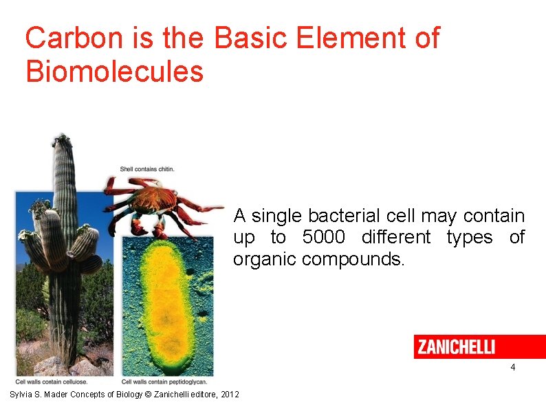 Carbon is the Basic Element of Biomolecules A single bacterial cell may contain up