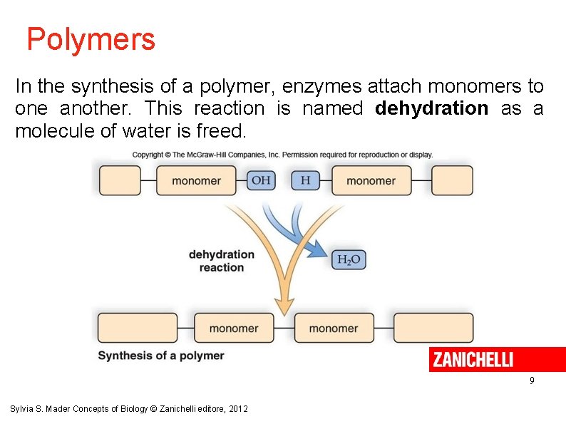 Polymers In the synthesis of a polymer, enzymes attach monomers to one another. This
