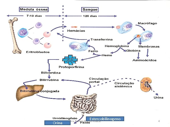 Orina Estercobilinogeno Dra. Roxana Blanco Villarte 4 
