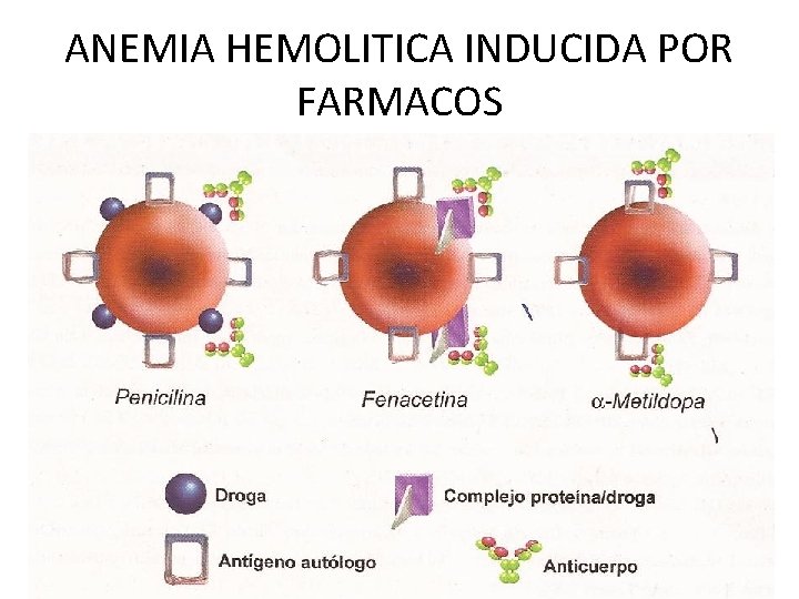 ANEMIA HEMOLITICA INDUCIDA POR FARMACOS Dra. Roxana Blanco Villarte 43 