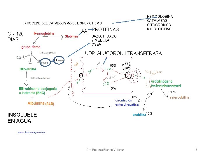 HEMOGLOBINA CATALASAS CITOCROMOS MIOGLOBINAS PROCEDE DEL CATABOLISMO DEL GRUPO HEMO AA GR 120 DIAS