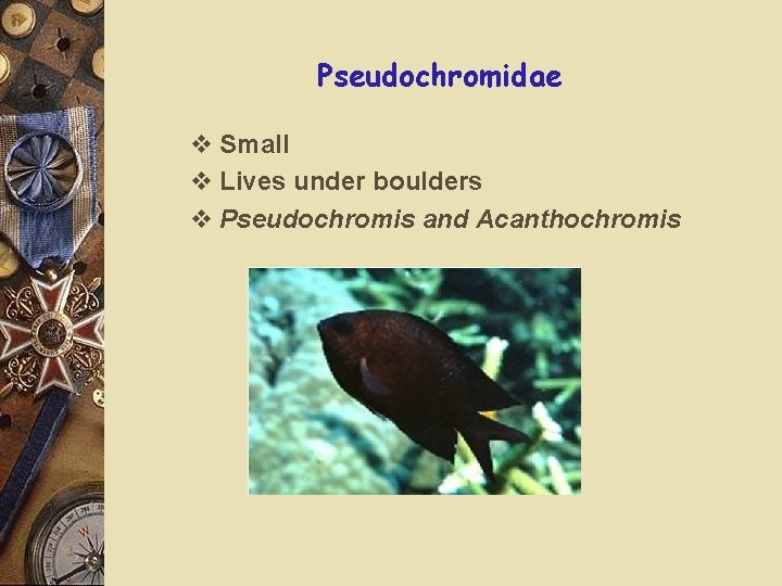 Pseudochromidae v Small v Lives under boulders v Pseudochromis and Acanthochromis 