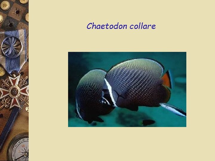 Chaetodon collare 