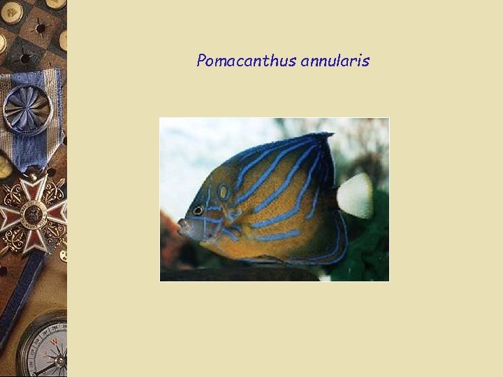 Pomacanthus annularis 
