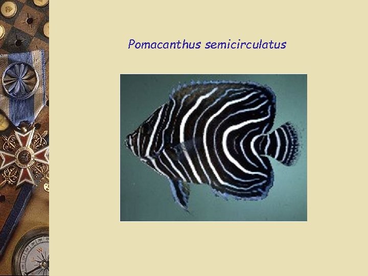Pomacanthus semicirculatus 