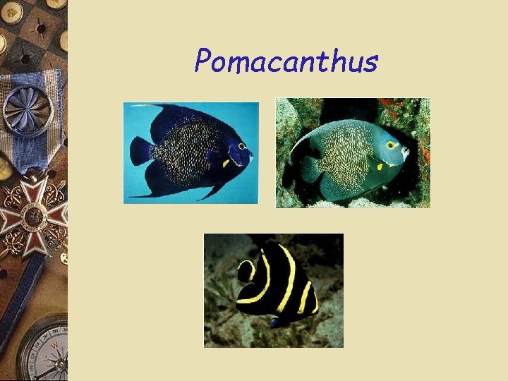 Pomacanthus 
