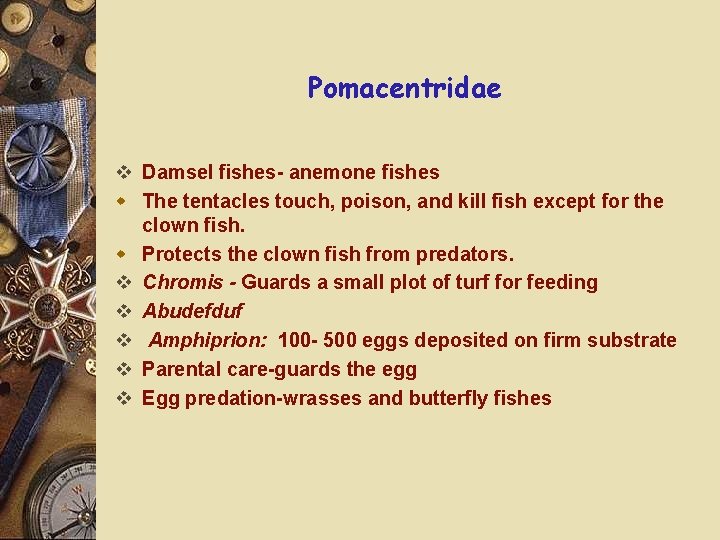 Pomacentridae v Damsel fishes- anemone fishes w The tentacles touch, poison, and kill fish