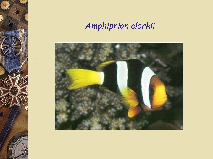 Amphiprion clarkii 