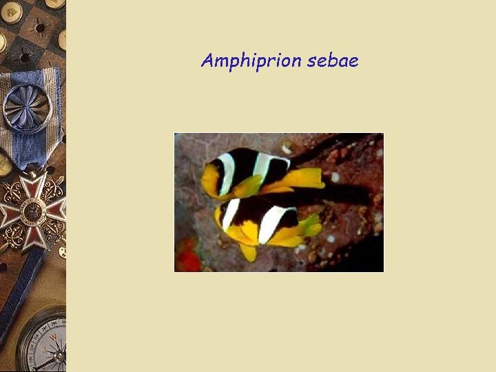 Amphiprion sebae 