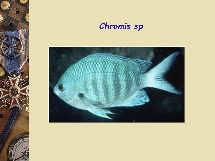 Chromis sp 