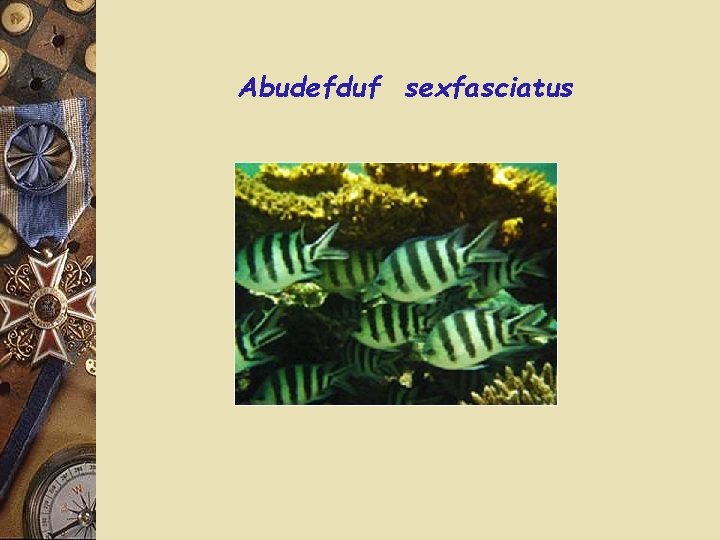 Abudefduf sexfasciatus 