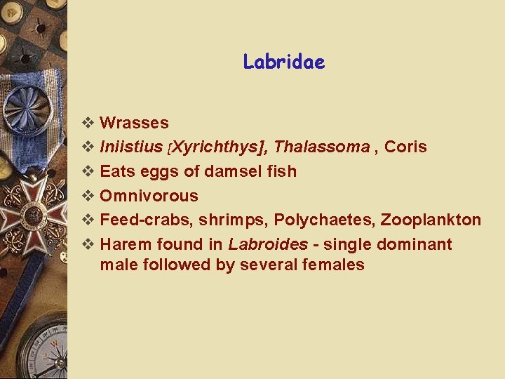 Labridae v Wrasses v Iniistius [Xyrichthys], Thalassoma , Coris v Eats eggs of damsel