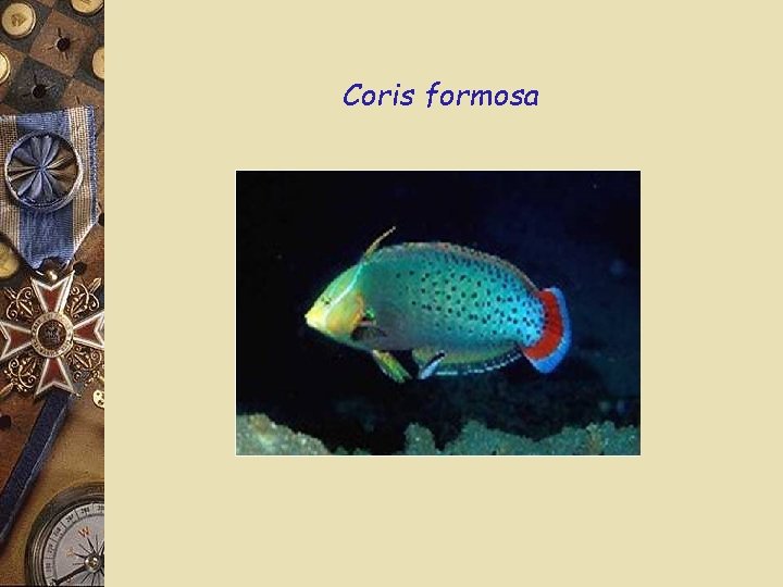 Coris formosa 