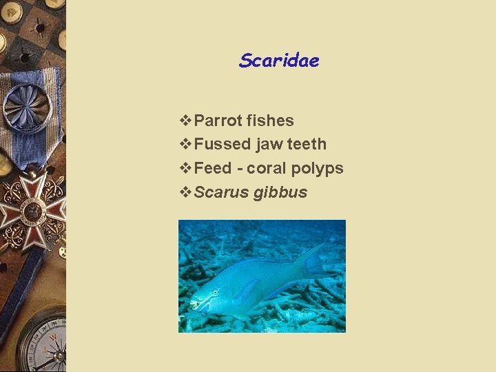 Scaridae v. Parrot fishes v. Fussed jaw teeth v. Feed - coral polyps v.