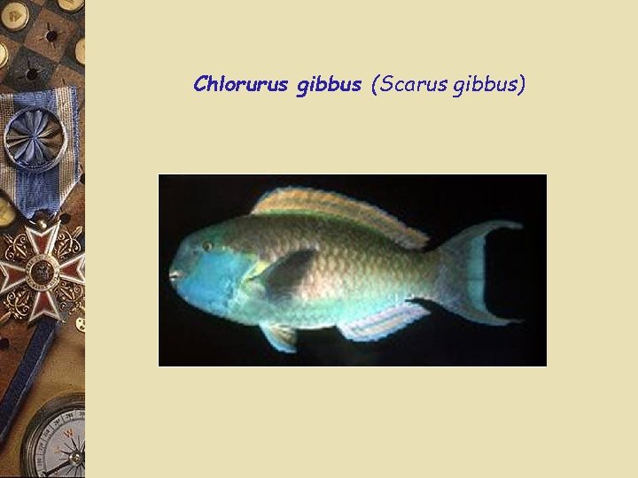 Chlorurus gibbus (Scarus gibbus) 