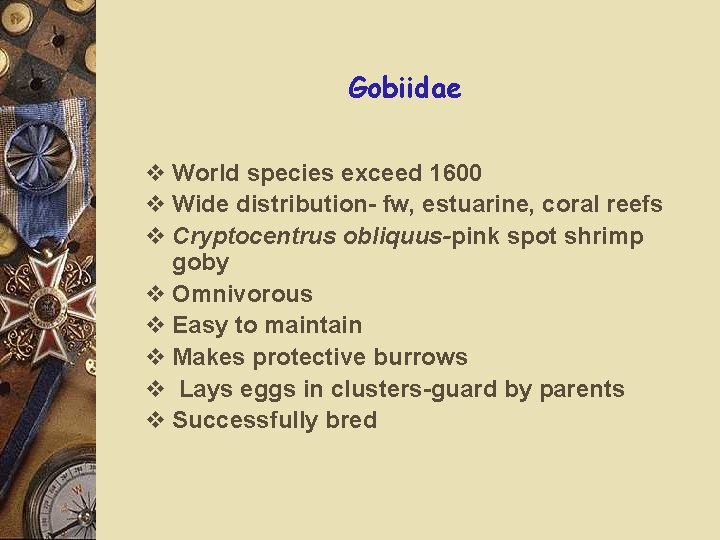 Gobiidae v World species exceed 1600 v Wide distribution- fw, estuarine, coral reefs v