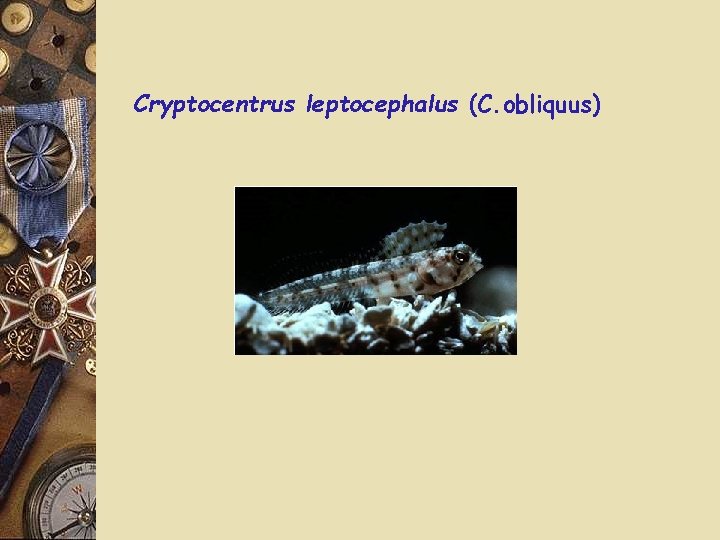 Cryptocentrus leptocephalus (C. obliquus) 