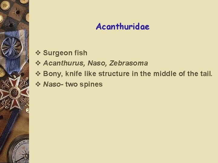Acanthuridae v Surgeon fish v Acanthurus, Naso, Zebrasoma v Bony, knife like structure in