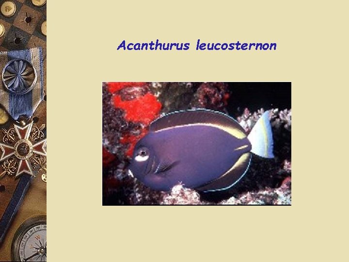 Acanthurus leucosternon 