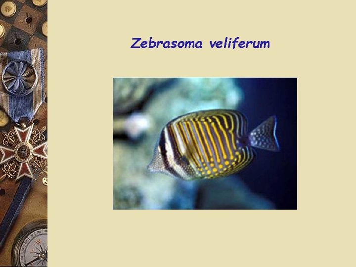 Zebrasoma veliferum 