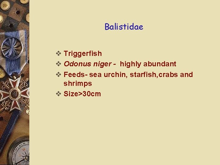 Balistidae v Triggerfish v Odonus niger - highly abundant v Feeds- sea urchin, starfish,
