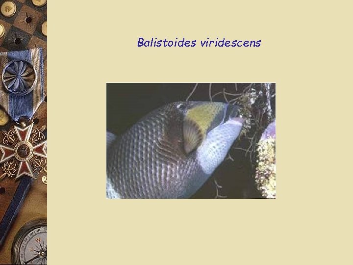 Balistoides viridescens 