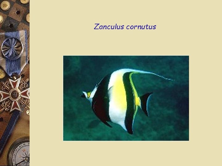 Zanculus cornutus 