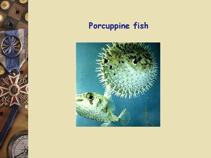 Porcuppine fish 
