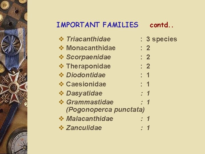 IMPORTANT FAMILIES contd. . v Triacanthidae : 3 species v Monacanthidae : 2 v