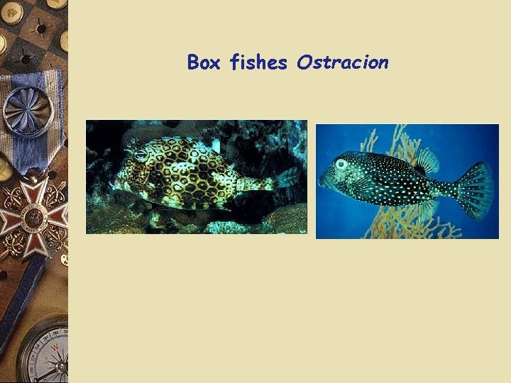 Box fishes Ostracion 