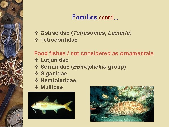 Families contd… v Ostracidae (Tetrasomus, Lactaria) v Tetradontidae Food fishes / not considered as