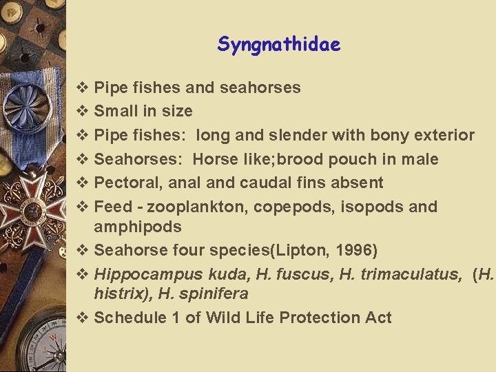 Syngnathidae v Pipe fishes and seahorses v Small in size v Pipe fishes: long