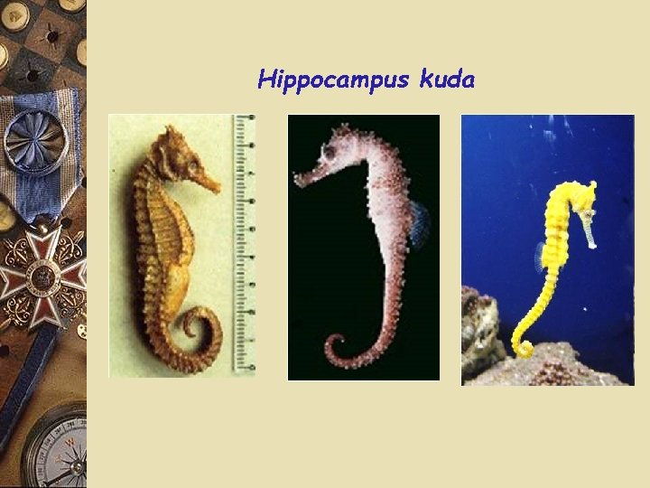 Hippocampus kuda 