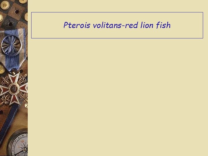 Pterois volitans-red lion fish 