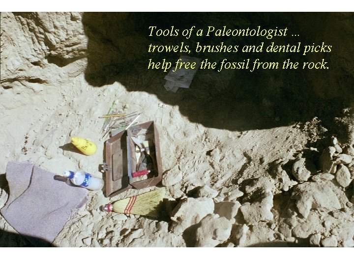 Tools of a Paleontologist … trowels, brushes and dental picks help free the fossil
