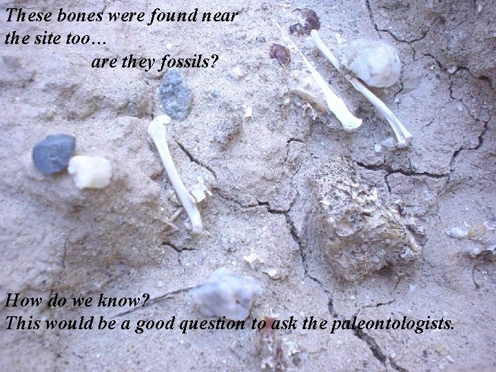 These bones were found near the site too… are they fossils? How do we