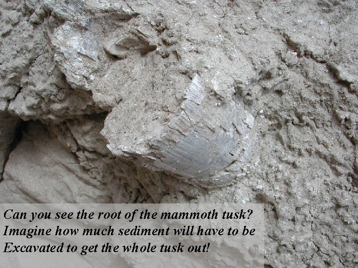 Can you see the root of the mammoth tusk? Imagine how much sediment will