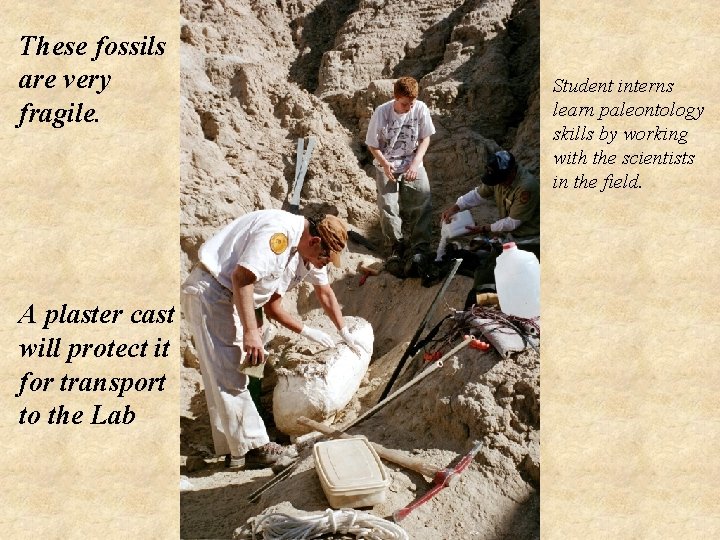 These fossils are very fragile. A plaster cast will protect it for transport to
