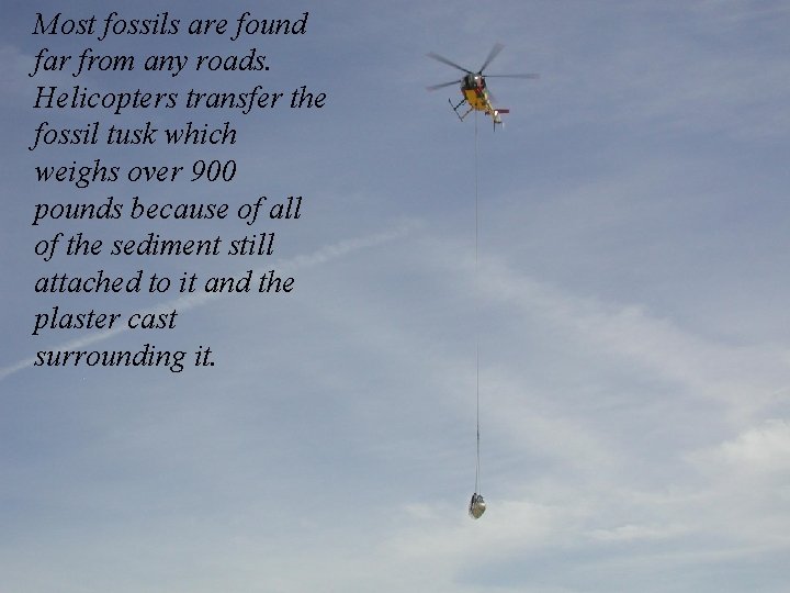 Most fossils are found far from any roads. Helicopters transfer the fossil tusk which