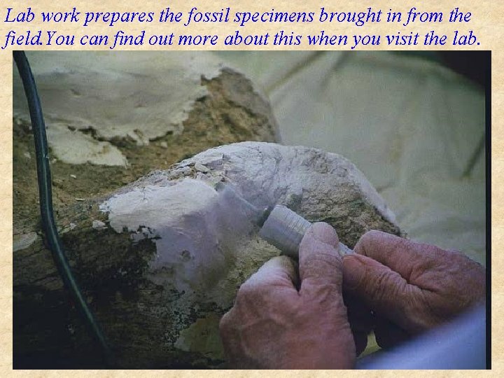 Lab work prepares the fossil specimens brought in from the field. You can find